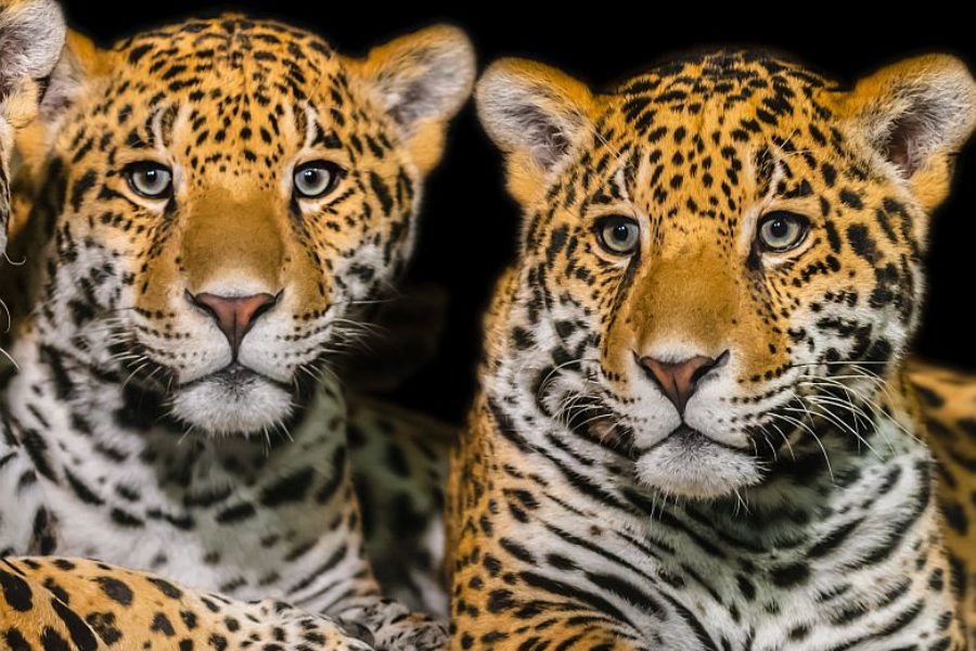 Nord-Pantanal Intensiv Jaguar Safari Porte Jofre Naturreise Brasilien GloboTu
