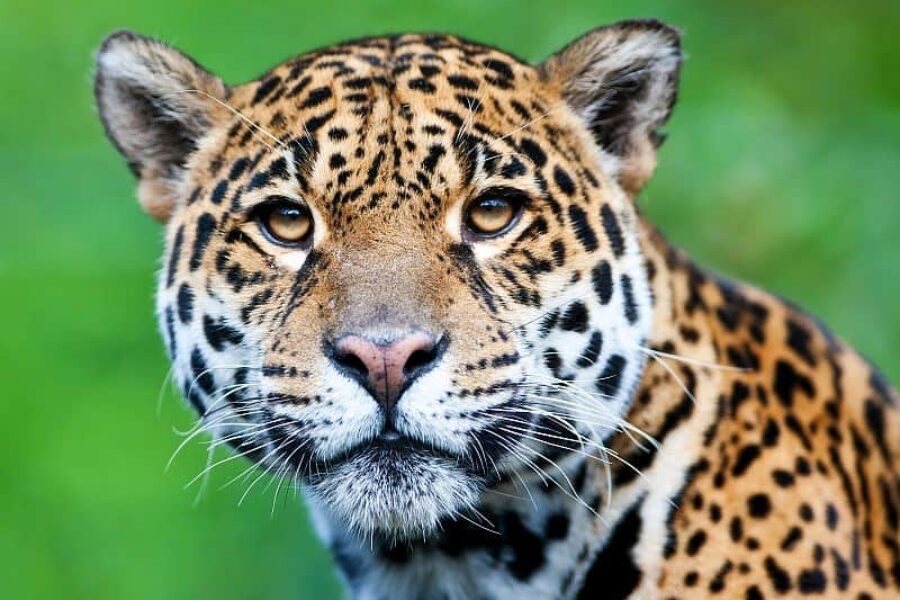 Brasilienreisen Jaguar Safari Spezialist GloboTur