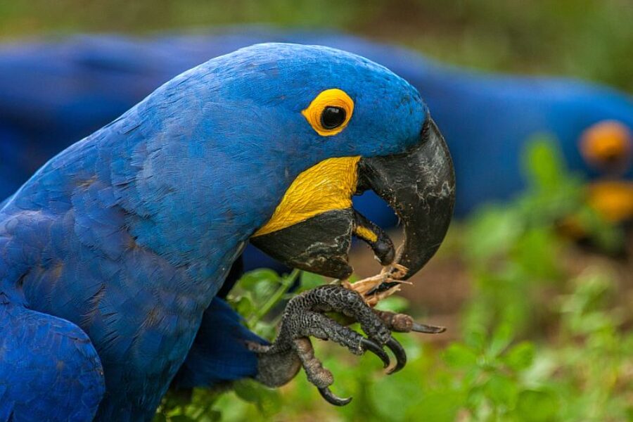 Brasilien Spezialist Aras Embratur GloboTur