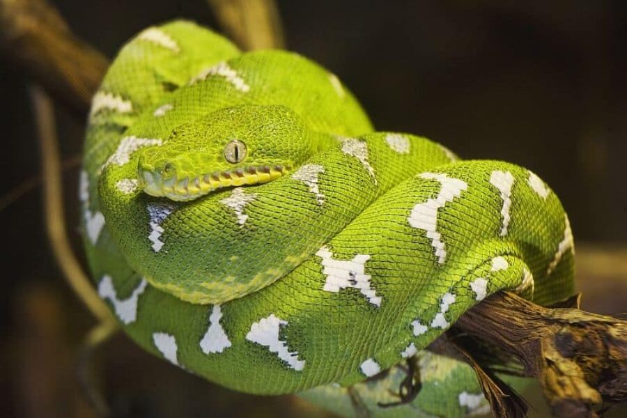 Gruene-Schlange-Brasilienreisen-Spezialist-GloboTur