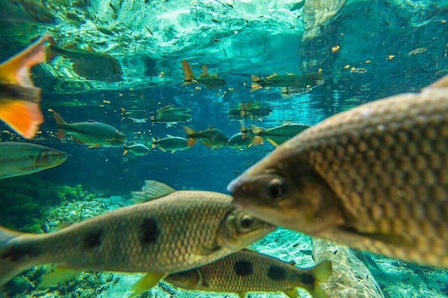 Schorcheln Bonito Silberfluss GloboTur