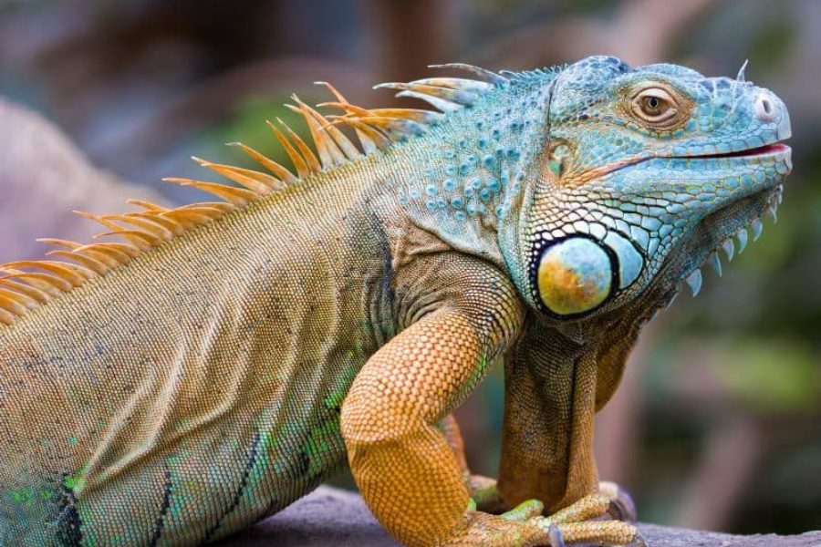 Tierwelt-Brasiliens-Reptilien-Leguan-GloboTur