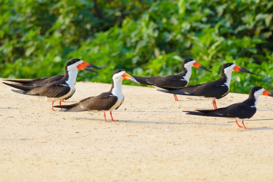 Vogel-am-Strand-Brasilien-GloboTur