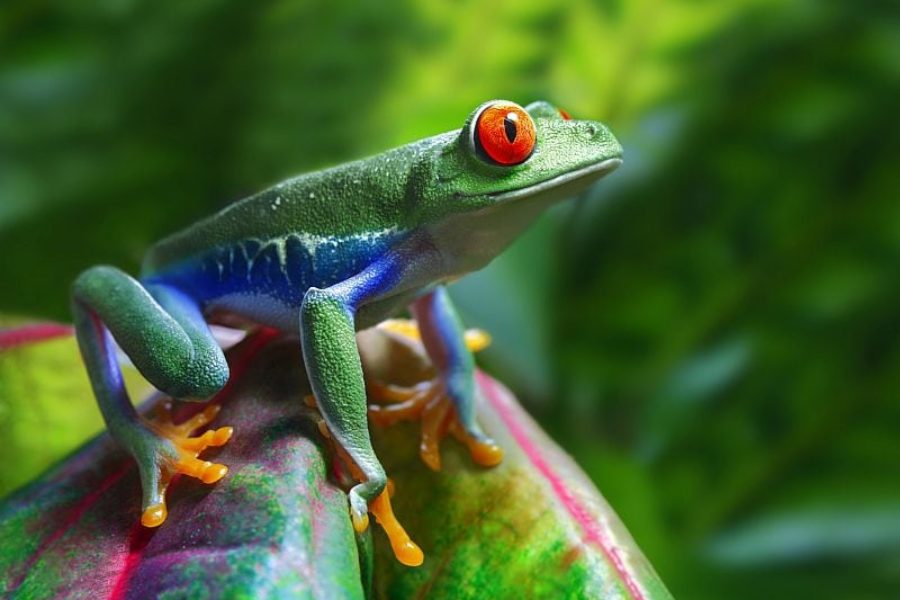 Fauna-Flora-Brasilien-Regenwald-GloboTur