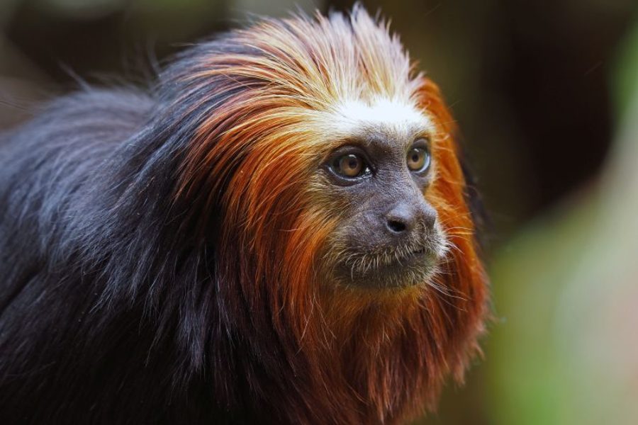 Lion-Tamarin-Loewenaeffchen-Mico-Leao-Brasilien-GloboTur