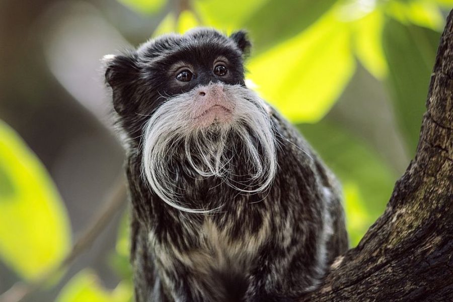 Brasilien Regenwald Tierbeobachtung GloboTur