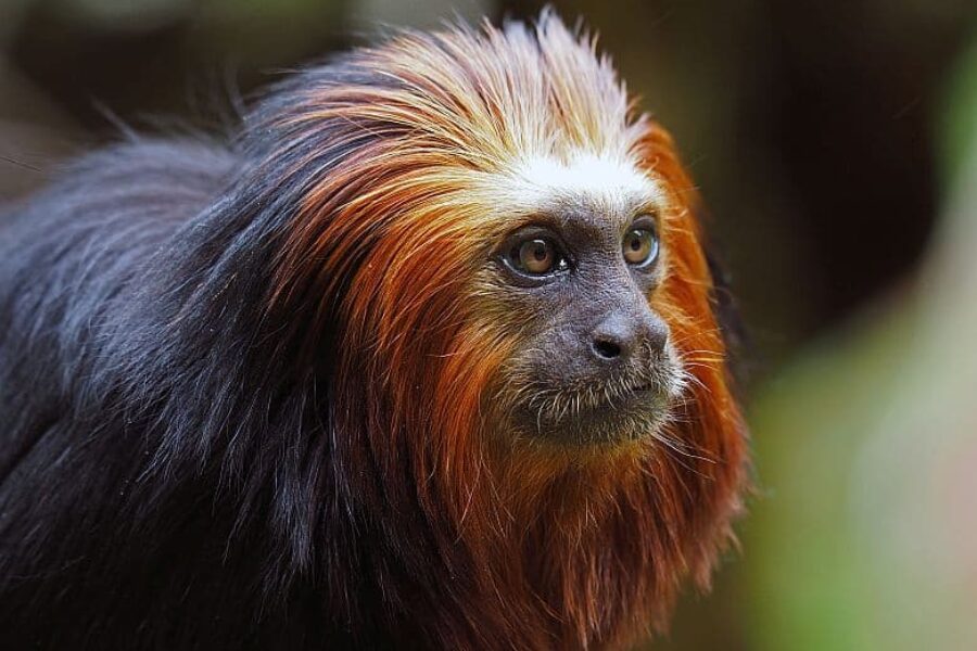 Mico-leao-da-cara-dourada-Brasilien-Atlantischer-Regenwald-GloboTur
