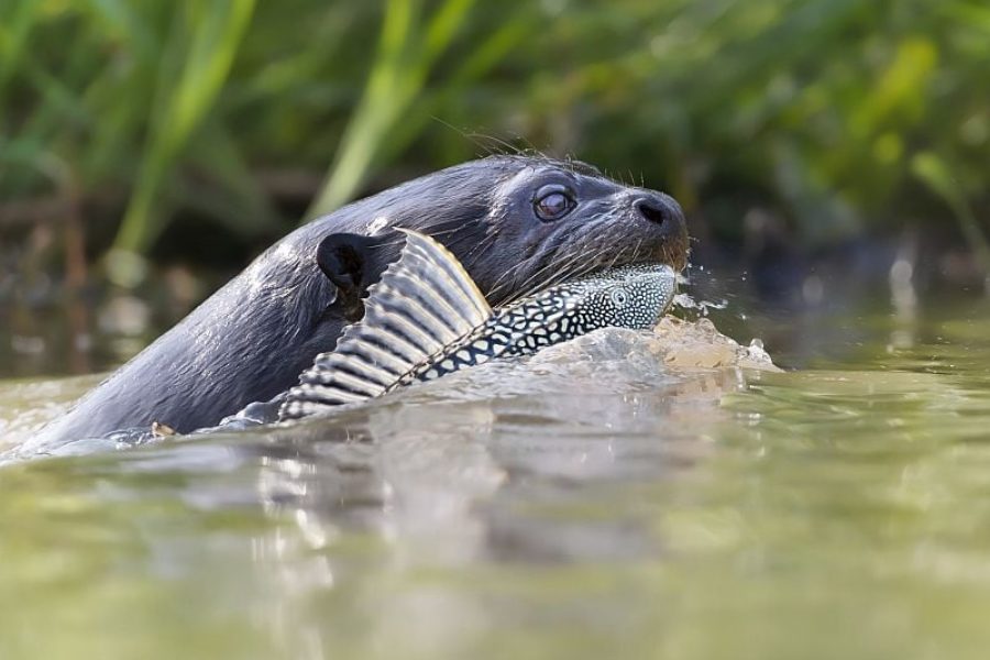 Riesenotter-Brasilien-Natur-und-Tierbeobachtung-GloboTur