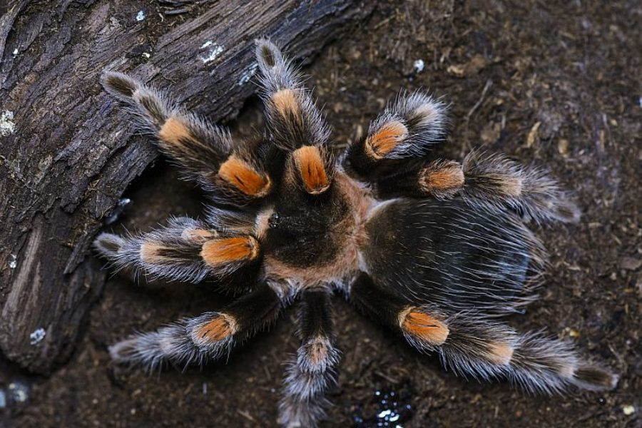 Tierbeobachtung-Spinne-Regenwald-Brasilien-GloboTur