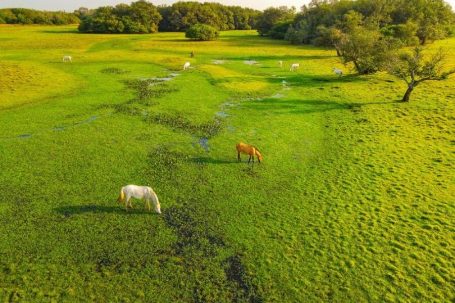 Brasilien_Naturreisen_Fazenda_Baia_das_Pedras_Pantanal_Spezialist_GloboTur